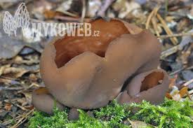 Attēlu rezultāti vaicājumam “Otidea bufonia”