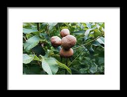 Attēlu rezultāti vaicājumam “Aesculus flava fruit”