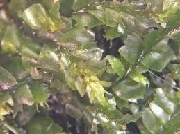 Attēlu rezultāti vaicājumam “Lophocolea coadunata”