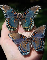 Attēlu rezultāti vaicājumam “Limenitis populi upperside”