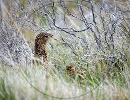 Attēlu rezultāti vaicājumam “Lagopus lagopus female”