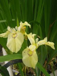 Attēlu rezultāti vaicājumam “Iris pseudacorus flower”