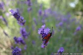 Attēlu rezultāti vaicājumam “Zygaena sp.”