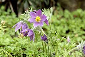 Image result for Kuhschelle