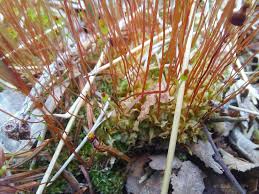 Attēlu rezultāti vaicājumam “Splachnum ampullaceum sporophyte”