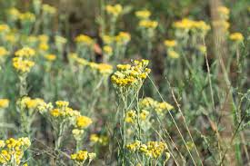 Attēlu rezultāti vaicājumam “Helichrysum arenarium flower”