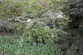 Attēlu rezultāti vaicājumam “Acer rufinerve flower”