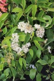 Attēlu rezultāti vaicājumam “Cornus sericea”