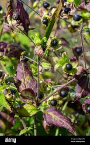 Attēlu rezultāti vaicājumam “Silene baccifera fruit”