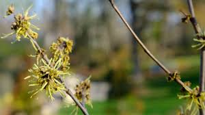 Attēlu rezultāti vaicājumam “Hamamelis virginiana”