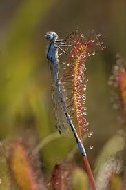 Attēlu rezultāti vaicājumam “Drosera anglica leaf”
