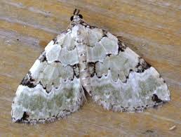 Attēlu rezultāti vaicājumam “Colostygia pectinataria”