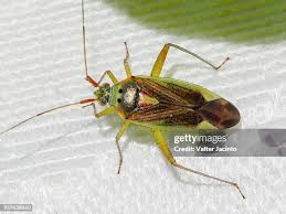 Attēlu rezultāti vaicājumam “Miridae”