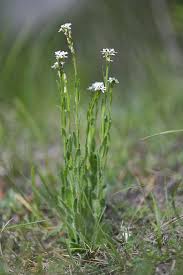 Attēlu rezultāti vaicājumam “Arabis hirsuta”