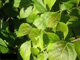 Attēlu rezultāti vaicājumam “Libanotis montana leaf”