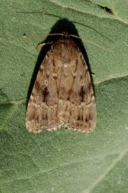 Attēlu rezultāti vaicājumam “Amphipyra”