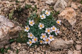 Image result for Steinbrech