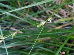Attēlu rezultāti vaicājumam “Carex remota”