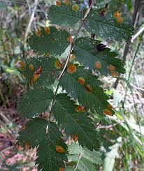 Attēlu rezultāti vaicājumam “Octospora splachnophila spores”