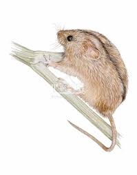 Attēlu rezultāti vaicājumam “Sicista betulina”