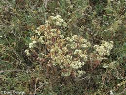 Attēlu rezultāti vaicājumam “Hylotelephium maximum”