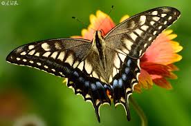 Attēlu rezultāti vaicājumam “Papilio machaon”