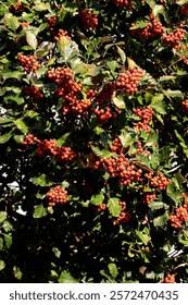 Attēlu rezultāti vaicājumam “Sorbus intermedia fruit”