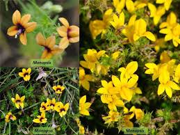 Attēlu rezultāti vaicājumam “Lobeliaceae”