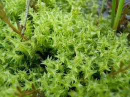 Attēlu rezultāti vaicājumam “Meesia triquetra”