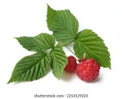 Attēlu rezultāti vaicājumam “Rubus idaeus fruit”