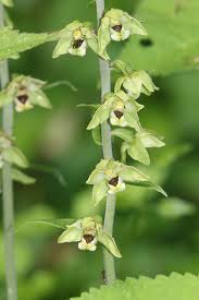 Attēlu rezultāti vaicājumam “Epipactis helleborine”