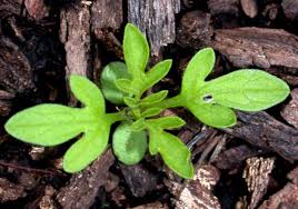 Attēlu rezultāti vaicājumam “Ambrosia artemisiifolia bud”