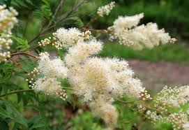 Attēlu rezultāti vaicājumam “Sorbaria sorbifolia flower”