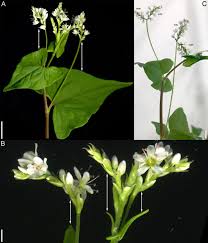 Attēlu rezultāti vaicājumam “Fagopyrum esculentum flower”