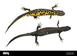 Attēlu rezultāti vaicājumam “Triturus cristatus”