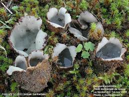 Attēlu rezultāti vaicājumam “Geopora arenicola”