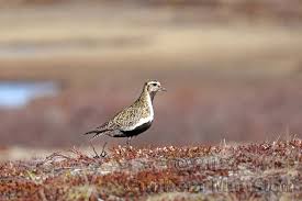 Attēlu rezultāti vaicājumam “Pluvialis apricaria”