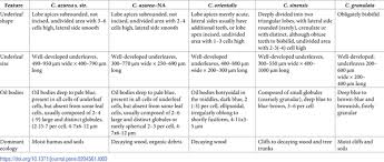 Attēlu rezultāti vaicājumam “Calypogeia azurea cells”