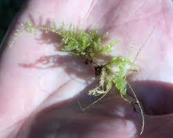 Attēlu rezultāti vaicājumam “Isothecium myosuroides sporophyte”