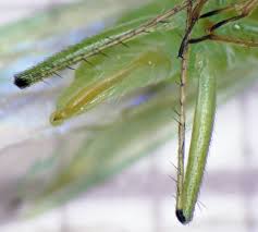 Attēlu rezultāti vaicājumam “Blepharidopterus angulatus”