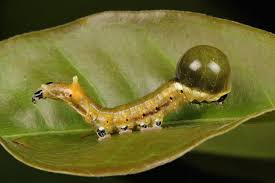 Attēlu rezultāti vaicājumam “Nolidae”