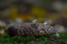 Attēlu rezultāti vaicājumam “Melanospora lagenaria”