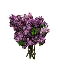 Attēlu rezultāti vaicājumam “Syringa vulgaris flower”