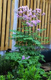 Attēlu rezultāti vaicājumam “Thalictrum aquilegifolium leaf”