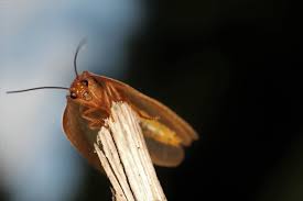 Attēlu rezultāti vaicājumam “Drepanepteryx phalaenoides”