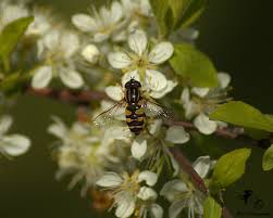 Attēlu rezultāti vaicājumam “Helophilus sp.”