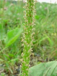 Attēlu rezultāti vaicājumam “Plantago major leaf”