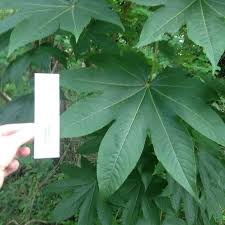 Attēlu rezultāti vaicājumam “Kalopanax septemlobus fruit”