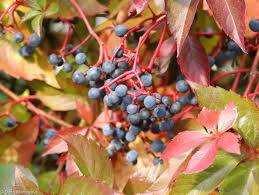 Attēlu rezultāti vaicājumam “Parthenocissus quinquefolia fruit”