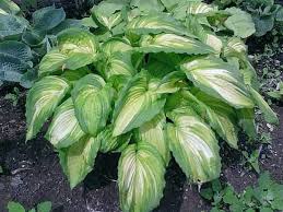 Image result for Hosta Warpaint